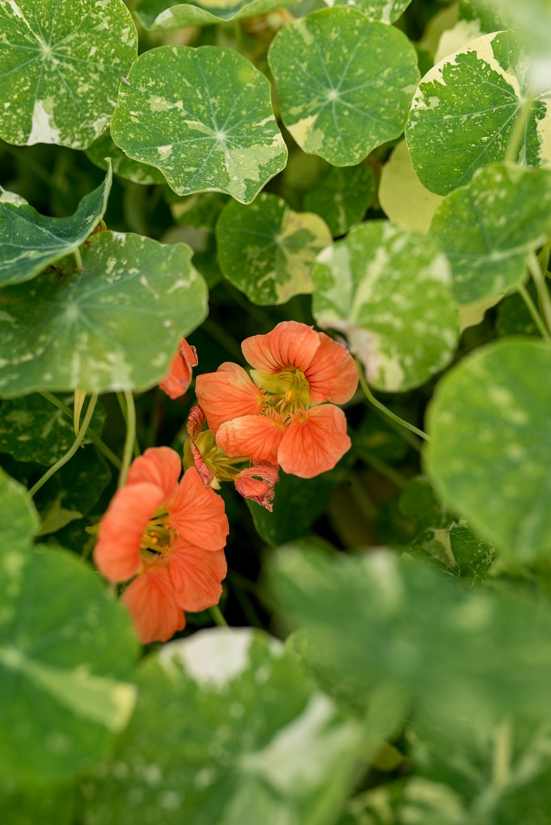 Nasturcja Alaska Salmon z łososiowymi kwiatami 